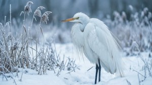 Winter Egret