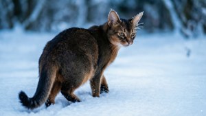 Winter Explorer