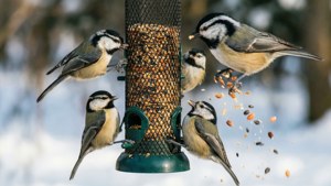 Winter Feeder Frenzy