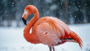 Winter Flamingo