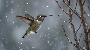 Winter Flight