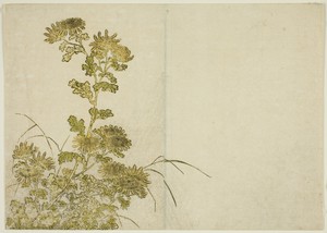 Winter Flowers: Chrysanthemums, from the book "Mirror of Beautiful Women of the Pleasure Quarters (Seiro bijin awase sugata kagami)," vol. 1