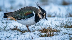 Winter Forager