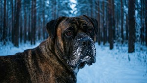 Winter Forest Gaze