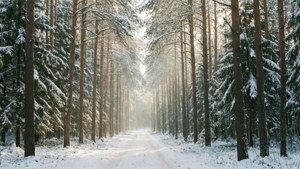 Winter Forest Path