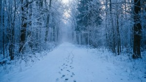 Winter Forest Path