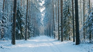 Winter Forest Tranquility