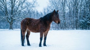 Winter Horse