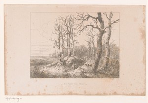 Winter in het bos