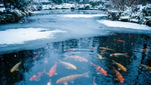 Winter Koi Quietude