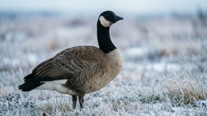 Winter Majesty Goose