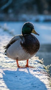 Winter Mallard