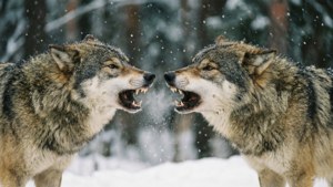Winter Pack Feud