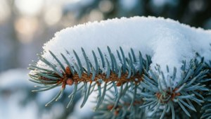 Winter Purity