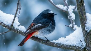 Winter Redstart in Snow