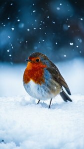 Winter Robin