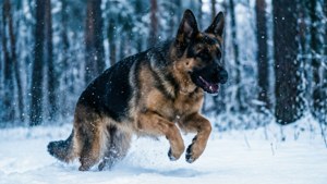 Winter Run in Snow