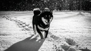Winter Shiba Monochrome