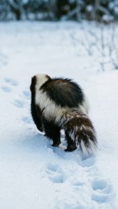 Winter Skunk Walk