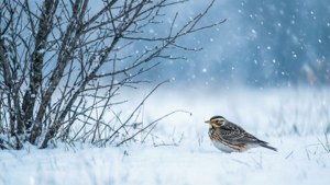 Winter Skylark