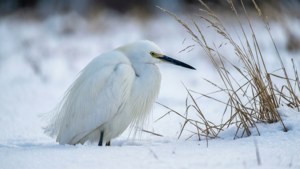 Winter Snow Egret