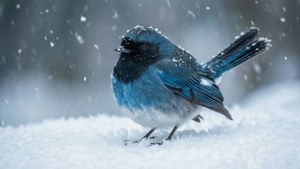 Winter Snow Twitter Bird