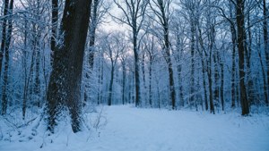 Winter Snowy Forest