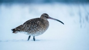 Winter Solitude