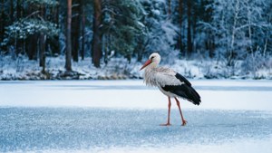 Winter Stork Serenity