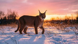 Winter Sunset