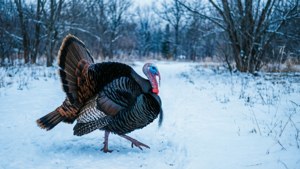 Winter Turkey in Snow