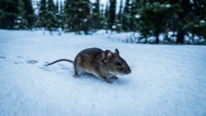 Winter Vole