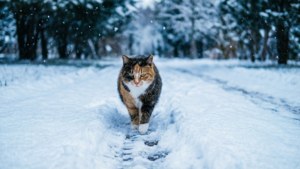 Winter Walk Calico
