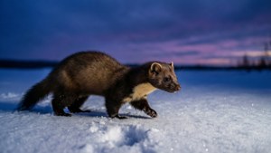 Winter Walker