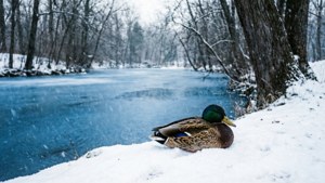 Winter Waterfowl