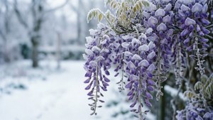 Winter Wisteria