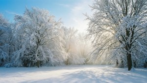 Winter Wonderland February