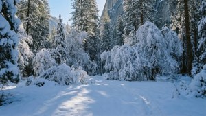 Winter Wonderland Yosemite