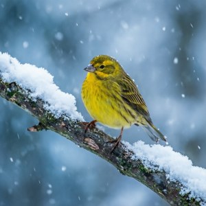 Winter Yellow