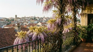 Wisteria Balcony View