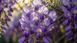 Wisteria Bloom Close-Up