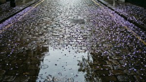 Wisteria Petals on Cobblestone