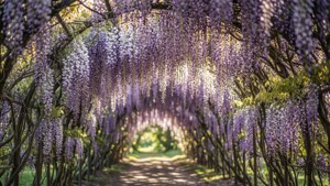 Wisteria Tunnel Dream
