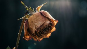 Withered Close-Up