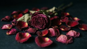 Withered Rose Petals