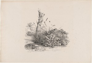 Withered Tree by a Pond