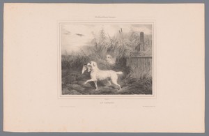 Witte Franse jachthond heeft een eend gevangen