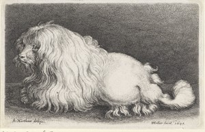 Witte hond