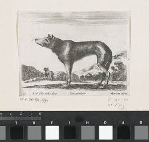 Wolf