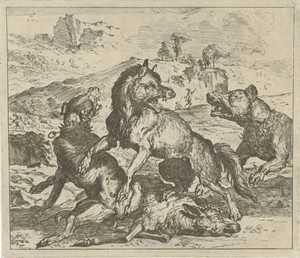 Wolf aangevallen door honden